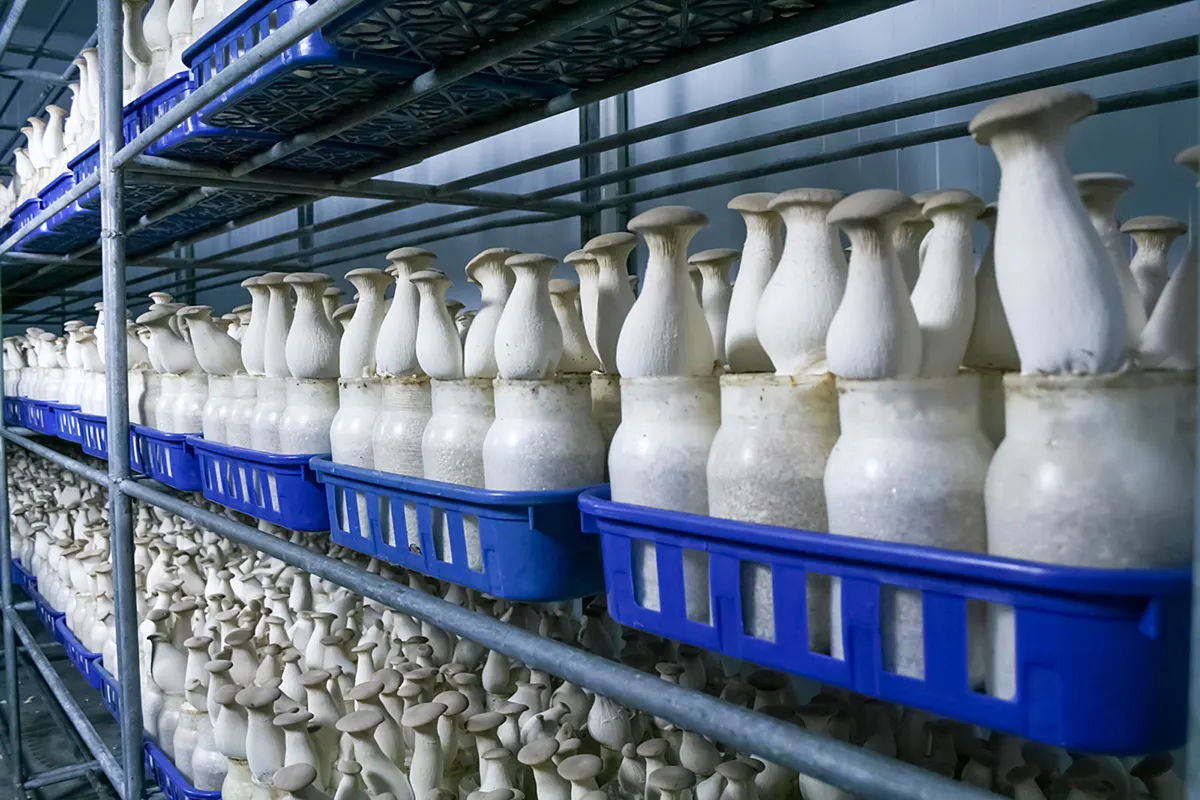 King oyster mushrooms growing in bottles on a farm rack