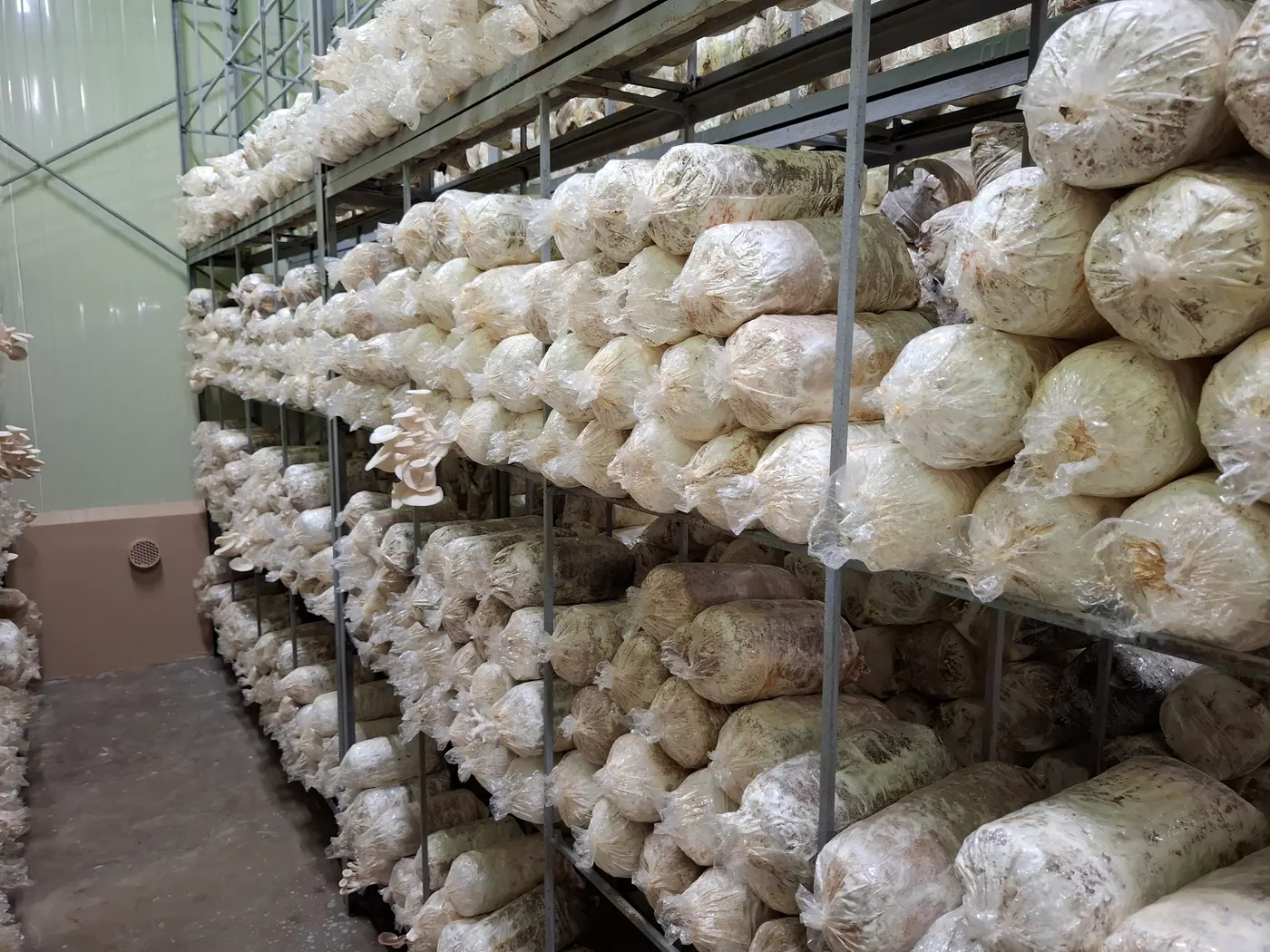 Oyster mushroom bags fruiting on farm shelves