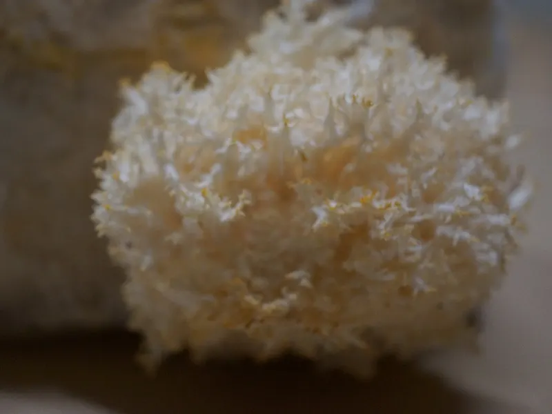 Lion's mane mushrooms