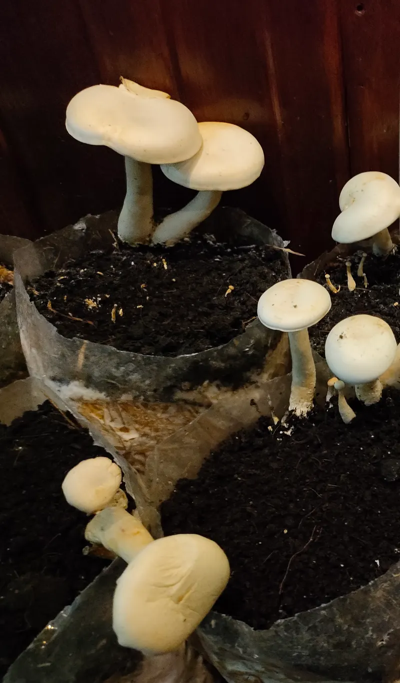 Milky mushrooms