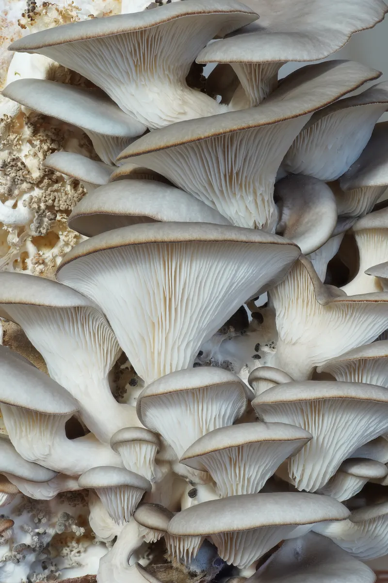 Oyster mushrooms