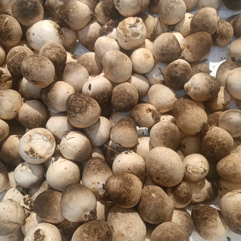 Paddy straw mushrooms