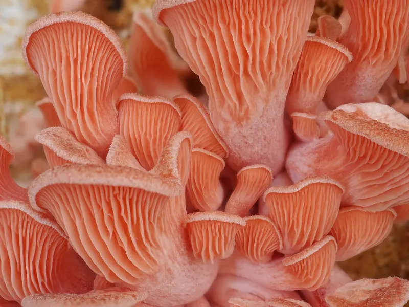 Pink oyster mushrooms