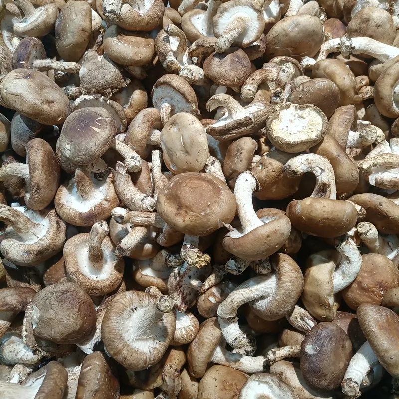 Shiitake mushrooms