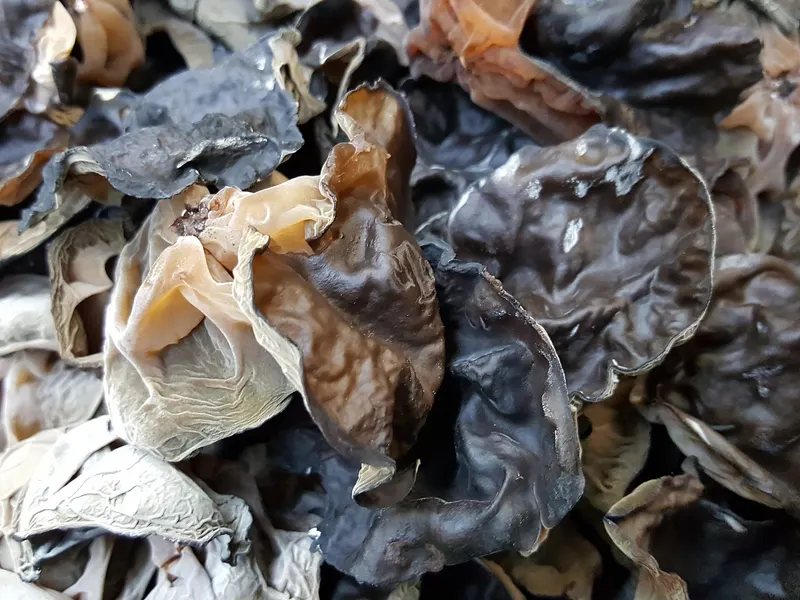 Wood ear mushrooms
